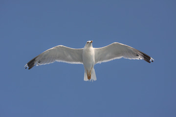 White seagull soaring in the sky