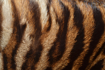 pelliccia di tigre - 59298920