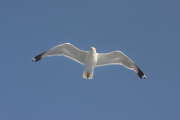 White seagull soaring in the sky