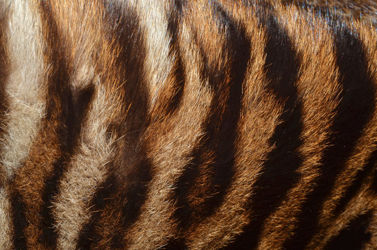 pelliccia di tigre