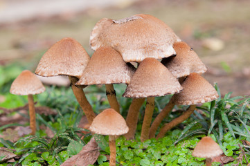Small mushrooms in a forest
