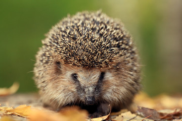 Hedgehog in the autumn forest