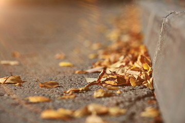 fallen yellow leaves on the pavement