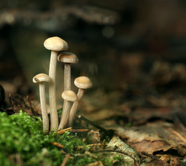 small poisonous mushrooms unusual