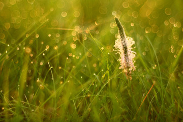 Drops of dew on the grass of summer sunset