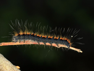 caterpillar pest larvae