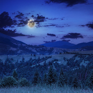 midnight coniferous forest on a mountain slope