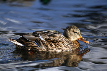 mallard duck