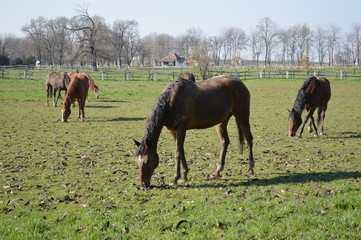 Horses at pasture