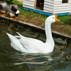 Swan floats on the water surface.