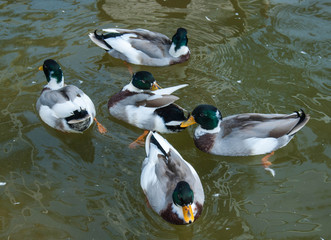 Group of wild mallard ducks swim in the pool