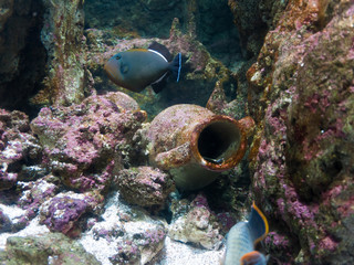 Amphora from ship wreck