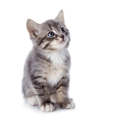 The gray striped kitten