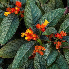 Floral with big green leaves - Bunch of orange flowers