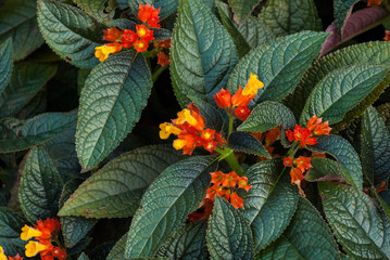 Floral with big green leaves - Bunch of orange flowers