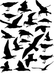 Vector set of silhouettes of 21 flying seagulls