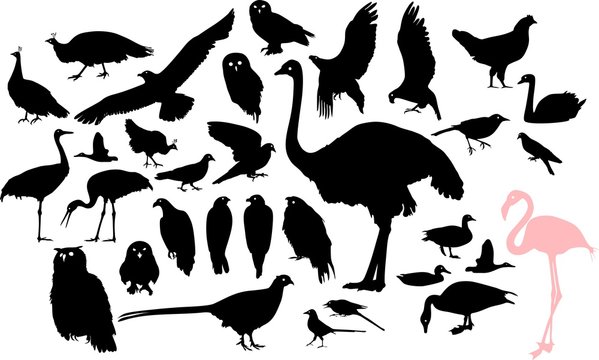 Set of silhouettes of different birds