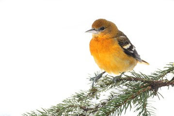 Baltimore Oriole (Icterus galbula)