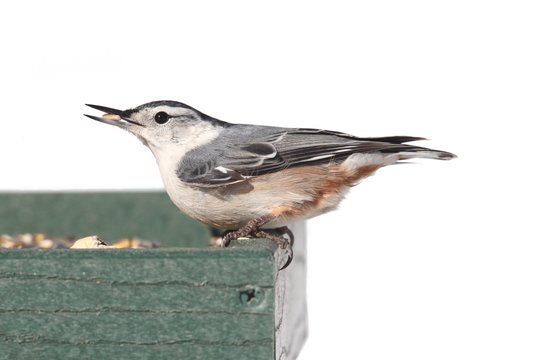 Bird On A Feeder On White