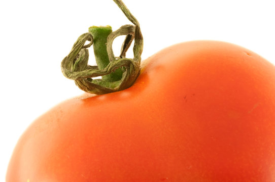 details of tomato
