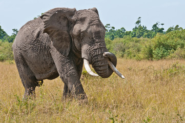 Obraz na płótnie Canvas Słoń afrykański z pnia w skręconych sawanny w Kenii