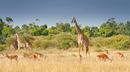 giraffes and impalas grazing in the savannah in kenya - 59305946
