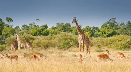 Papier Peint photo Lavable Girafe giraffes and impalas grazing in the savannah in kenya