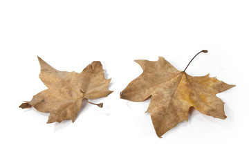Naklejka premium Leaves on the floor