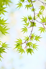 カエデの若葉