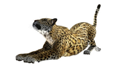 ヒョウ