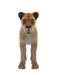 Obraz premium ライオン