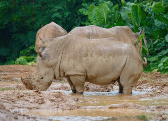 Obraz premium rhinoceros