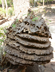 Part of hornets or wasps nest