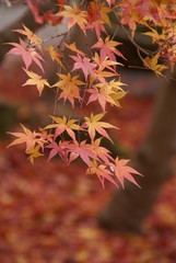 知恩院のもみじ