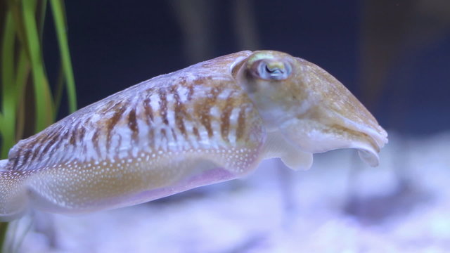 Cuttlefish swimming at night