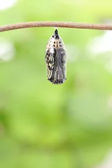 Photo sur Plexiglas Papillon butterfly change form chrysalis