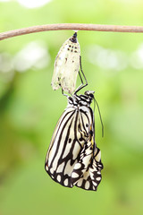 Naklejka premium butterfly change form chrysalis