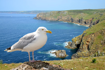 Seagull,in the background Land's end, Cornwall. England
