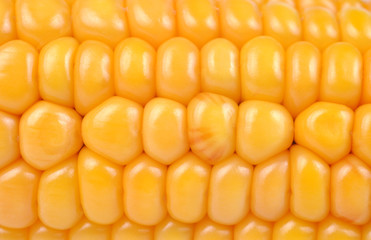 corn closeup