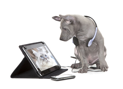 Thai ridgeback puppy with tablet computer