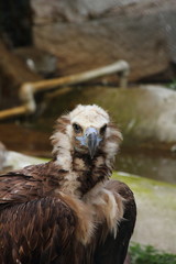 Eagle.