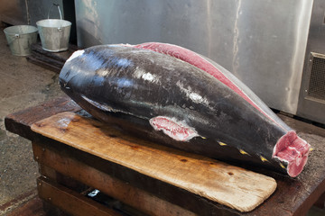 raw tuna body
