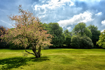 Trees in a forest thick woods and a beautiful blue sky