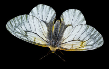 White butterfly (Papilio stubendorfi) 13