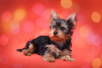 Yorkshire Terrier puppy on red background