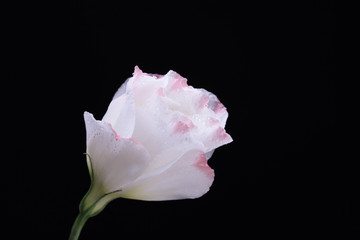 Obraz na płótnie Canvas Eustoma flower, isolated on black