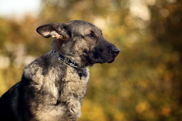 Autumn portrait of a German Shepherd
