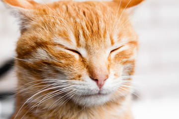Red cat sleeping