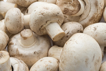 Champignon mushrooms