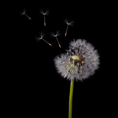 old dandelion and flying seeds on black